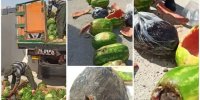 کشف ١٠۶ کیلوگرم تریاک جاسازی شده در بار هندوانه در این شهر/ عکس