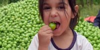 شهر گوجه سبز ایران کجاست؟