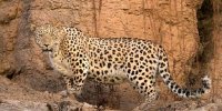 عکسی بی‌نظیر برای دوستداران حیات وحش ایران/ ۴ پلنگ در یک قاب