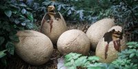 این دایناسورها ۹۹ میلیون سال پیش گور خودشان را کنده بودند