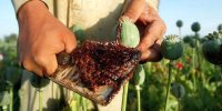 تریاک در کدام مناطق کشور گران‌تر است؟