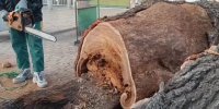 قطع درخت قدیمی در اولین خیابان ایران توسط شهرداری/ عکس