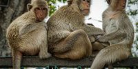 میمون‌های سرگردان کرج زنده‌گیری شدند
