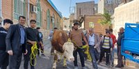 در این روستا یک شب در سال همه کوفته می خورند | مراسم «اوکوز قوربانی» در روستای اسفنجان شهرستان اسکو