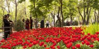 بازدید از باغ گل ایرانی در تابستان | همنشینی گل ها و کاشی های فیروزه ای در باغ گل ایرانی