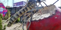 کلونی حشرات در بوستان های پایتخت