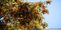 فراغت زیر سایه درختان خرمالو