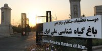بازدید رایگان از جشنواره گل‌های داوودی و نمایشگاه محصولات محلی