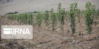 پایداری در اکوسیستم؛ هدف مهم طرح کاشت یک میلیارد درخت