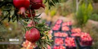 برآورد تولید بیش از ۱.۳ میلیون تن انار/ ایران غنی ترین ذخایر ژنتیکی جهان را داراست