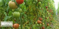 کنترل بیولوژیک در سطح ۱.۵ میلیون هکتار اراضی کشاورزی
