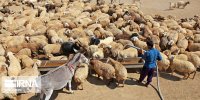 جابه‌جایی هر نوع دام در کشور پایش می‌شود/ به انتقال‌های بدون مجوز حساسیم