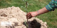 توزیع ۱۲۰ میلیون اصله نهال توسط بخش خصوصی/سرانه فضای سبز ۱۷۰۰ متر