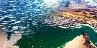تولید آبزیان در سند ۱۰ ساله ۲ میلیون و ۶۰۰ هزار تن پیش‌بینی شده است‌