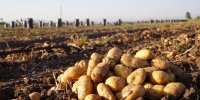 قیمت سیب زمینی به زودی کاهش می‌یابد