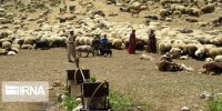 خودکفایی عشایر گرمسار و آرادان از پله‌های تعاونی‌