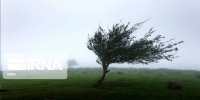 وزش تندباد در جنوب آذربایجان‌غربی موجب خسارت شد