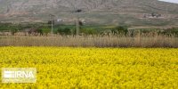 یک هزار هکتار زمین کشاورزی در بوکان زیر کشت کلزا رفت