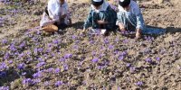 جشنواره زعفران (طلای سرخ) دربهاباد یزد برگزار شد