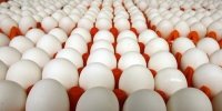 صادرات تخم مرغ از خراسان جنوبی ۶۰ درصد افزایش یافت