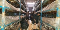 افتتاح نخستین کارگاه تولید قارچ در هنرستان کشاورزی پاکدشت