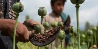 نخستین نشست کارگروه مبارزه با مواد مخدر در افغانستان برگزار شد/تشکیل سه کارگروه تخصصی