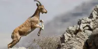 رشد ۱۰ درصدی وحوش شاخص «پناهگاه حیات وحش یخاب» آران و بیدگل