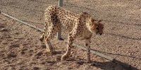 بهبود نسبی وضعیت دلبر، یوز آسیایی