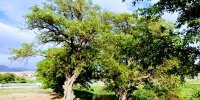 جایگاه قدسی درخت «زالزالک» در روستای هِنده گلپایگان + فیلم
