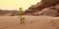 تغییر آب‌وهوای نیمکره شمالی زمین با سبزشدن صحرای بزرگ آفریقا