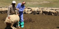 فراخوان حمایت از طرح‌های فناورانه و نوآورانه در حوزه دام سبک برای توسعه استان ایلام