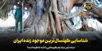 شناسایی کهنسال‌ترین موجود زنده ایران