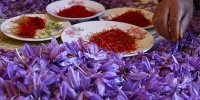 معادل ۱۵۰ کیلوگرم زعفران نگین در بورس کالا دادوستد شد