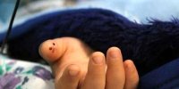 جزییات جدید از مرگ دختربچه ۳ساله کرمانی