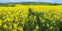 بررسی راهکارهای علمی برای بهبود تولید کلزا در مرکز تحقیقات کشاورزی تهران