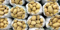 سیب زمینی‌ کاران گلستان نگران فروش محصول خود نباشند