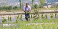 نشاکاری برنج در ۳۲۰ هکتار شالیزار ساری