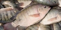 تیلاپیا؛ ماهی پرورشی با پتانسیل‌های اقتصادی و چالش‌های پیش‌رو