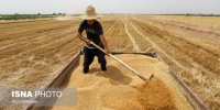 خرید بیش از یک میلیون و ۴۲۸ هزار تن گندم از کشاورزان خوزستانی