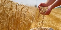 افزایش ۳ برابری بازدهی گندم با کمک یک ژن پنهان