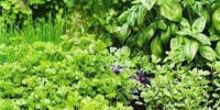 کشت گیاهان دارویی می‌تواند اشتغال‌زایی در مناطق روستایی را افزایش دهد