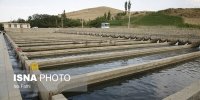 افزایش ظرفیت و تولید ماهیان گرمابی دانشگاه آزاد جویبار به ۲ میلیون قطعه