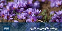 ویدیو/ برداشت طلای‌ سرخ در فاروج؛ زعفران‌کاران نیازمند حمایت