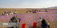 راه‌های نجات زعفران ایران از عقب‌ماندگی در بازارهای جهانی