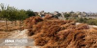 بومی‌سازی فناوری تبدیل ضایعات کشاورزی به زغال زیستی در ایران/از اصلاح خاک تا صنایع فولاد