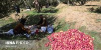 برداشت سیب از باغات مراغه
