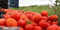 امارات و عراق بزرگترین مقاصد صادراتی گوجه‌فرنگی