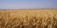 قیمت گندم نباید کمتر از ۵۰ هزار تومان باشد