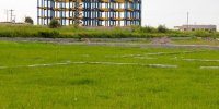 تغییر عجیب کاربری اراضی کشاورزی در جنوب کشور