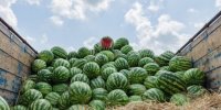 ببینید | رودخانه هندوانه در بوشهر!